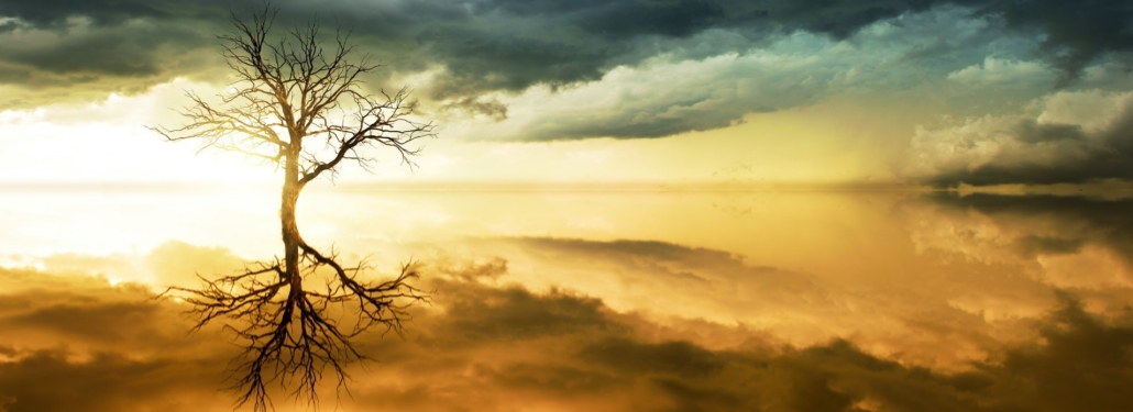 tree and sky by Johannes Plenio
